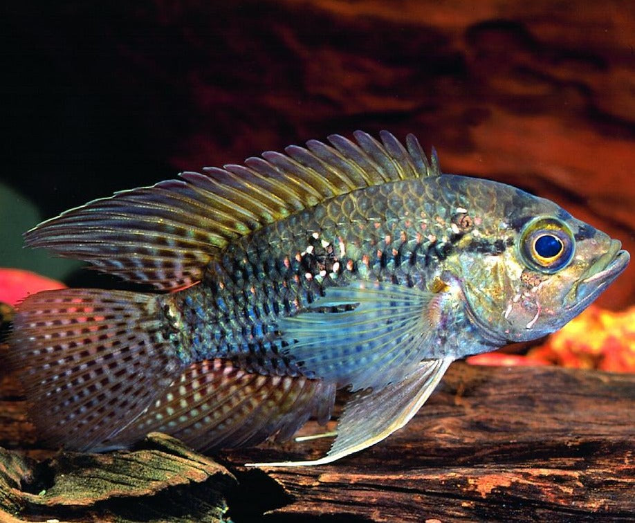 Bigeye Cichlid (acaronia Nassa) – Predatory Fins