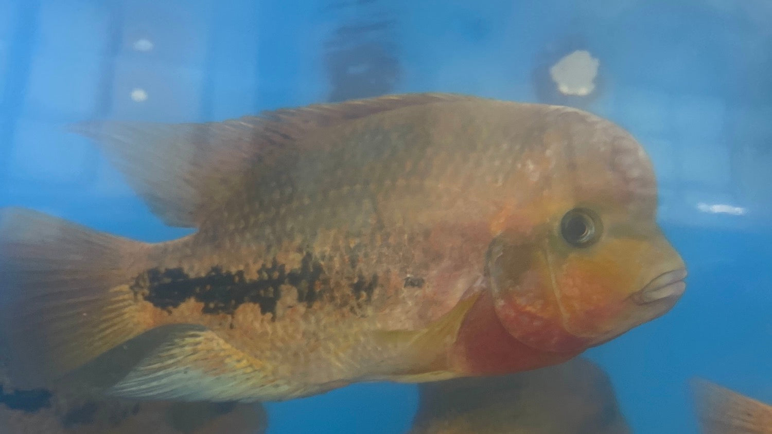 Vieja Synspilum Cichlid Vieja Melanura Predatory Fins