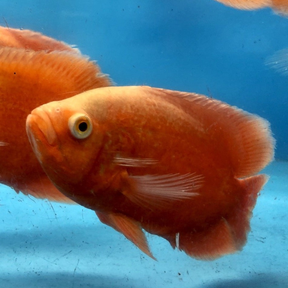 red oscar fish