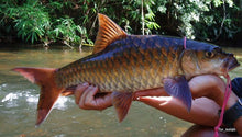 Load image into Gallery viewer, Red Mahseer (Tor sinensis)
