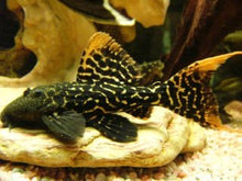 Load image into Gallery viewer, L273 Titanic Pleco (Pseudacanthicus sp)
