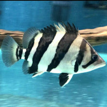 Load image into Gallery viewer, 3 Bar Indo Datnoid Tiger Fish (Datnioides microlepis)
