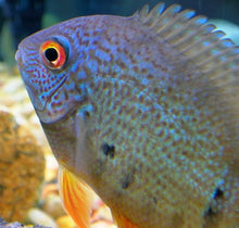 Load image into Gallery viewer, Blue Turquoise Severum (Heros severus)
