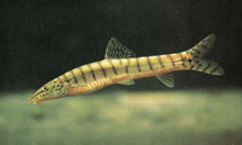 Load image into Gallery viewer, Point Face Golden Loach (Parabotia kiangsiensis)
