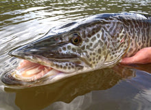 Load image into Gallery viewer, Amur Pike (Esox reichertii)
