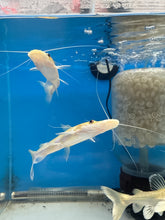 Load image into Gallery viewer, Leucistic Panda Tiger Shovelnose Catfish (Pseudoplatystoma tigrinum)
