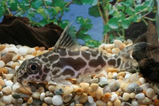 Roberts Squeaker Catfish (Synodontis robertsi)