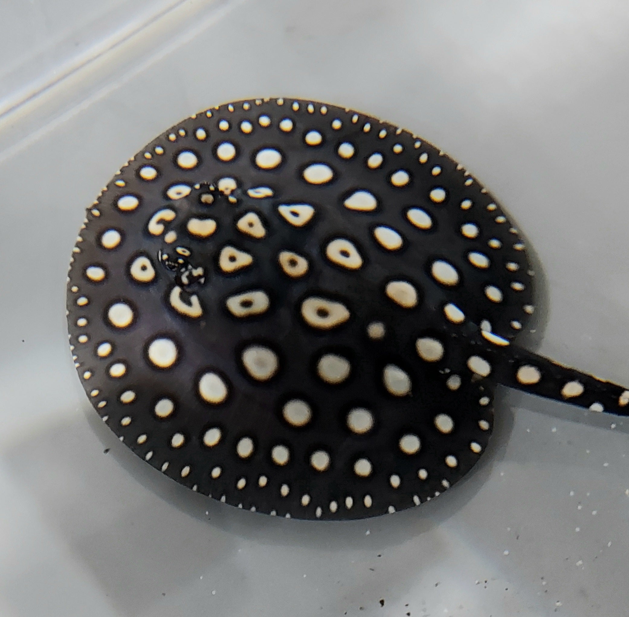 Eclipse Black Diamond Stingray (Potamotrygon leopoldi)