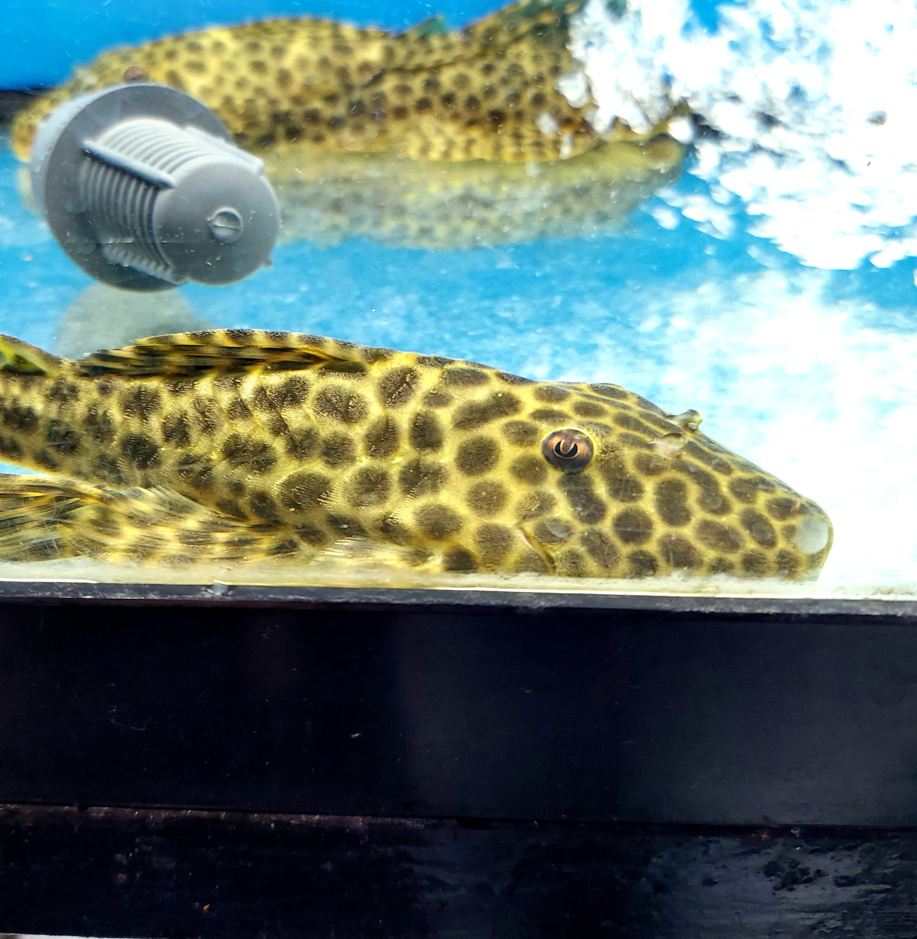 L233 / LDA009 Golden Maculatus Pleco (Hypostomus fuscomaculatus)