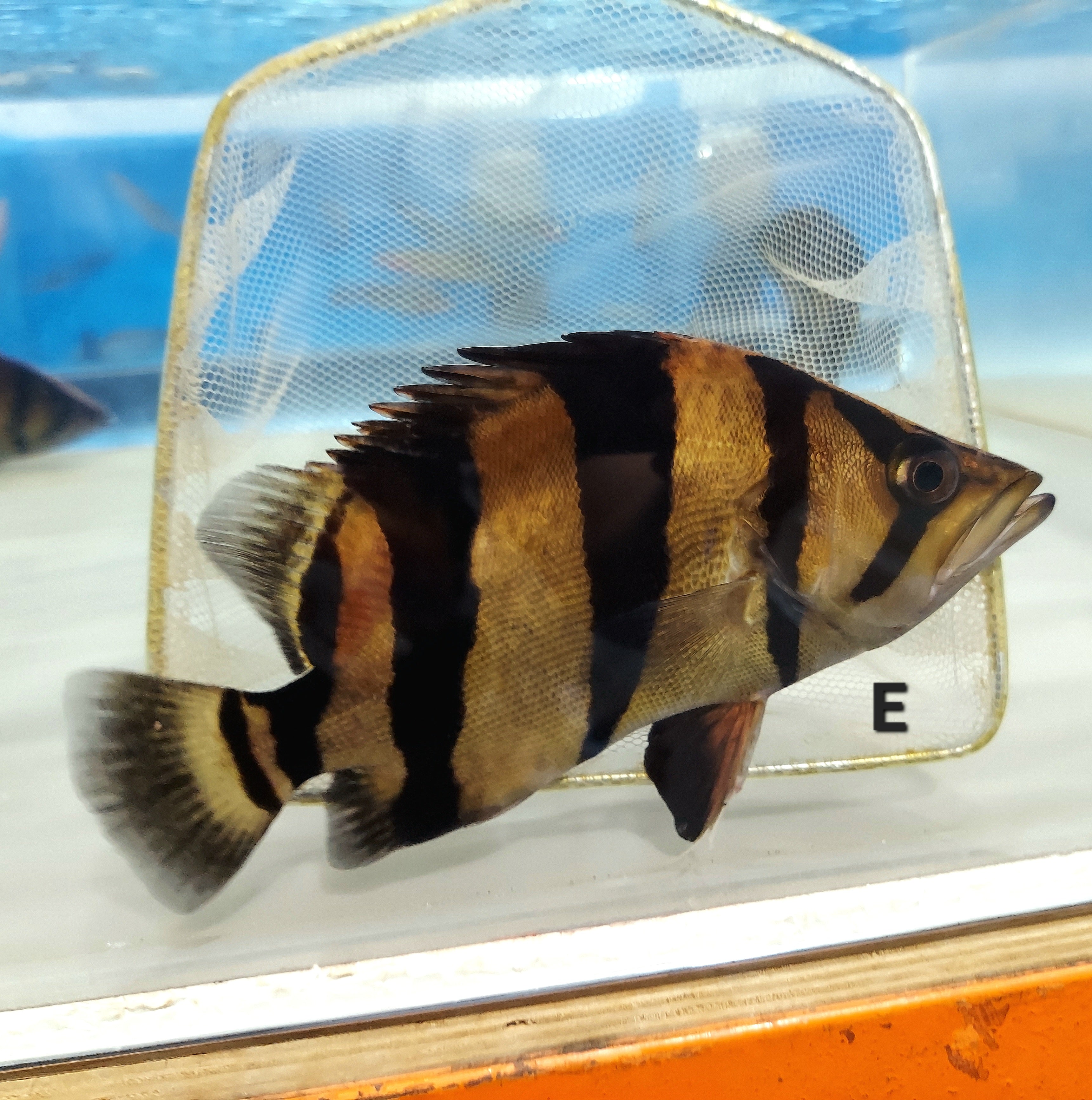 Siamese Tiger Fish (Datnioides pulcher)