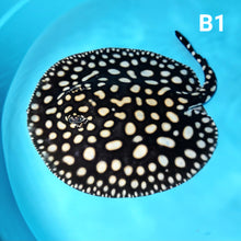 Load image into Gallery viewer, Thousand Island Black Diamond Stingray (Potamotrygon leopoldi)
