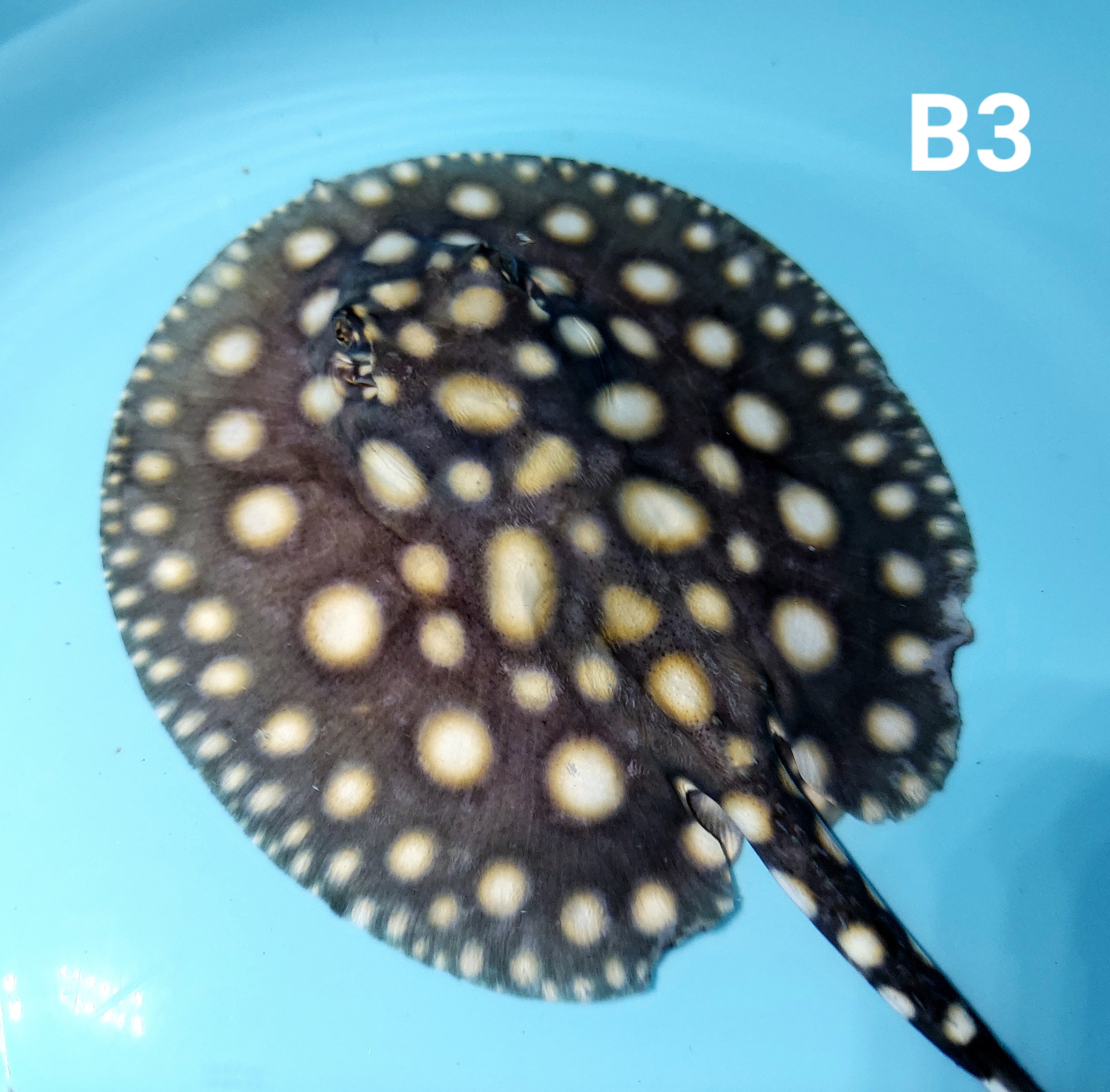 Thousand Island Black Diamond Stingray (Potamotrygon leopoldi)