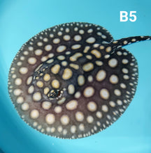 Load image into Gallery viewer, Thousand Island Black Diamond Stingray (Potamotrygon leopoldi)
