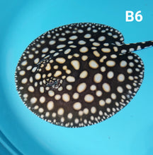 Load image into Gallery viewer, Thousand Island Black Diamond Stingray (Potamotrygon leopoldi)
