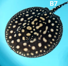 Load image into Gallery viewer, Thousand Island Black Diamond Stingray (Potamotrygon leopoldi)
