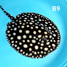 Load image into Gallery viewer, Thousand Island Black Diamond Stingray (Potamotrygon leopoldi)
