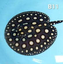 Load image into Gallery viewer, Black Diamond Stingray (Potamotrygon leopoldi)
