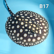 Load image into Gallery viewer, Black Diamond Stingray (Potamotrygon leopoldi)
