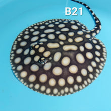 Load image into Gallery viewer, Big Spot Black Diamond Stingray (Potamotrygon leopoldi)
