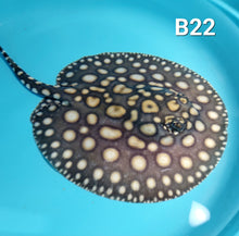 Load image into Gallery viewer, Thousand Island Black Diamond Stingray (Potamotrygon leopoldi)
