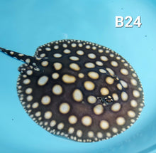 Load image into Gallery viewer, Black Diamond Stingray (Potamotrygon leopoldi)
