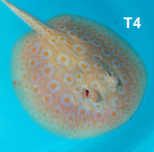 Load image into Gallery viewer, Albino Tangerine Pearl Stingray (Potamotrygon jabuti)
