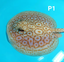 Load image into Gallery viewer, Albino Pearl Stingray (Potamotrygon jabuti)
