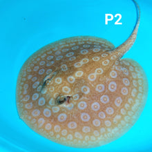 Load image into Gallery viewer, Albino Pearl Stingray (Potamotrygon jabuti)
