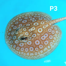 Load image into Gallery viewer, Albino Pearl Stingray (Potamotrygon jabuti)
