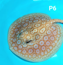 Load image into Gallery viewer, Albino Pearl Stingray (Potamotrygon jabuti)
