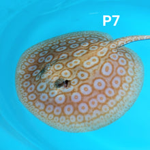 Load image into Gallery viewer, Albino Pearl Stingray (Potamotrygon jabuti)
