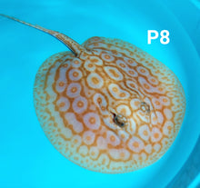 Load image into Gallery viewer, Albino Pearl Stingray (Potamotrygon jabuti)
