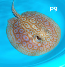 Load image into Gallery viewer, Albino Pearl Stingray (Potamotrygon jabuti)
