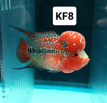 Load image into Gallery viewer, Kamfa Flowerhorn Cichlid (Cichlasoma sp)
