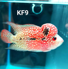 Load image into Gallery viewer, Kamfa Flowerhorn Cichlid (Cichlasoma sp)
