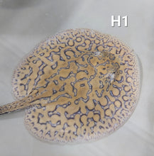 Load image into Gallery viewer, Designer Hybrid Stingray (Potamotrygon sp)
