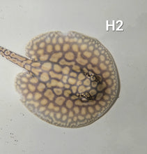 Load image into Gallery viewer, Designer Hybrid Stingray (Potamotrygon sp)
