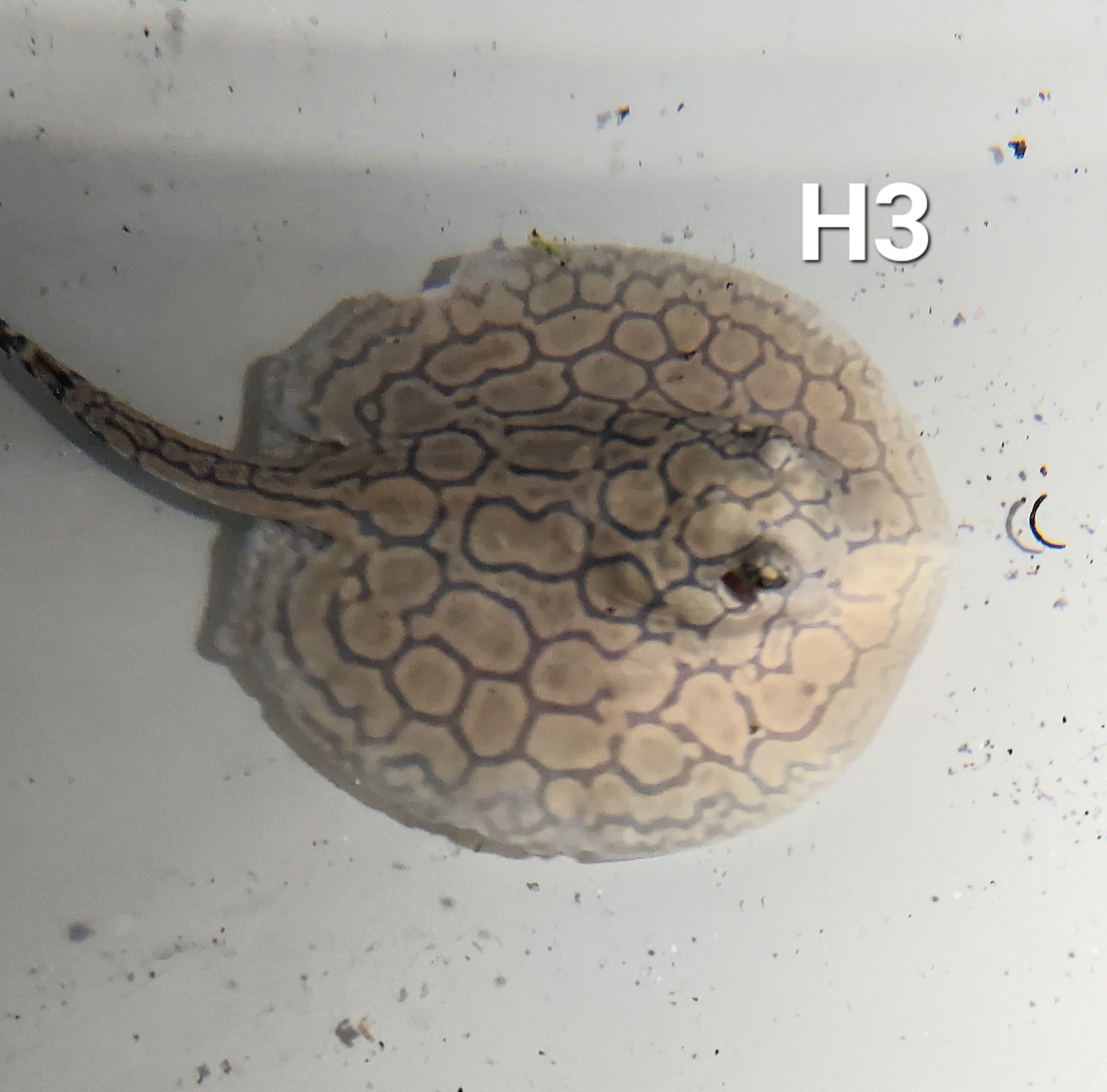 Designer Hybrid Stingray (Potamotrygon sp)