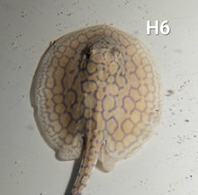 Load image into Gallery viewer, Designer Hybrid Stingray (Potamotrygon sp)
