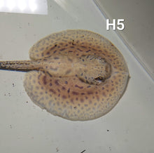 Load image into Gallery viewer, Designer Hybrid Stingray (Potamotrygon sp)
