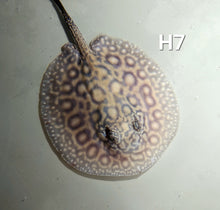 Load image into Gallery viewer, Designer Hybrid Stingray (Potamotrygon sp)
