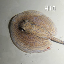 Load image into Gallery viewer, Designer Hybrid Stingray (Potamotrygon sp)
