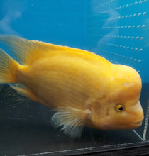 Load image into Gallery viewer, King Kong Golden / Yellow Mammon Parrot Cichlid (Cichlasoma sp)
