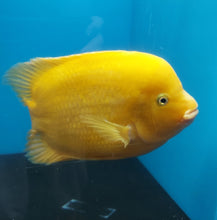 Load image into Gallery viewer, King Kong Golden / Yellow Mammon Parrot Cichlid (Cichlasoma sp)
