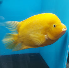 Load image into Gallery viewer, King Kong Golden / Yellow Mammon Parrot Cichlid (Cichlasoma sp)
