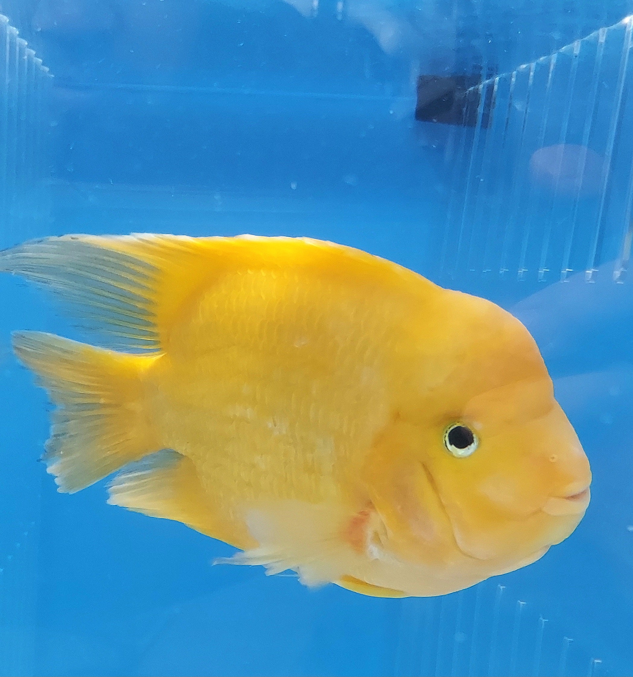 King Kong Golden / Yellow Mammon Parrot Cichlid (Cichlasoma sp)