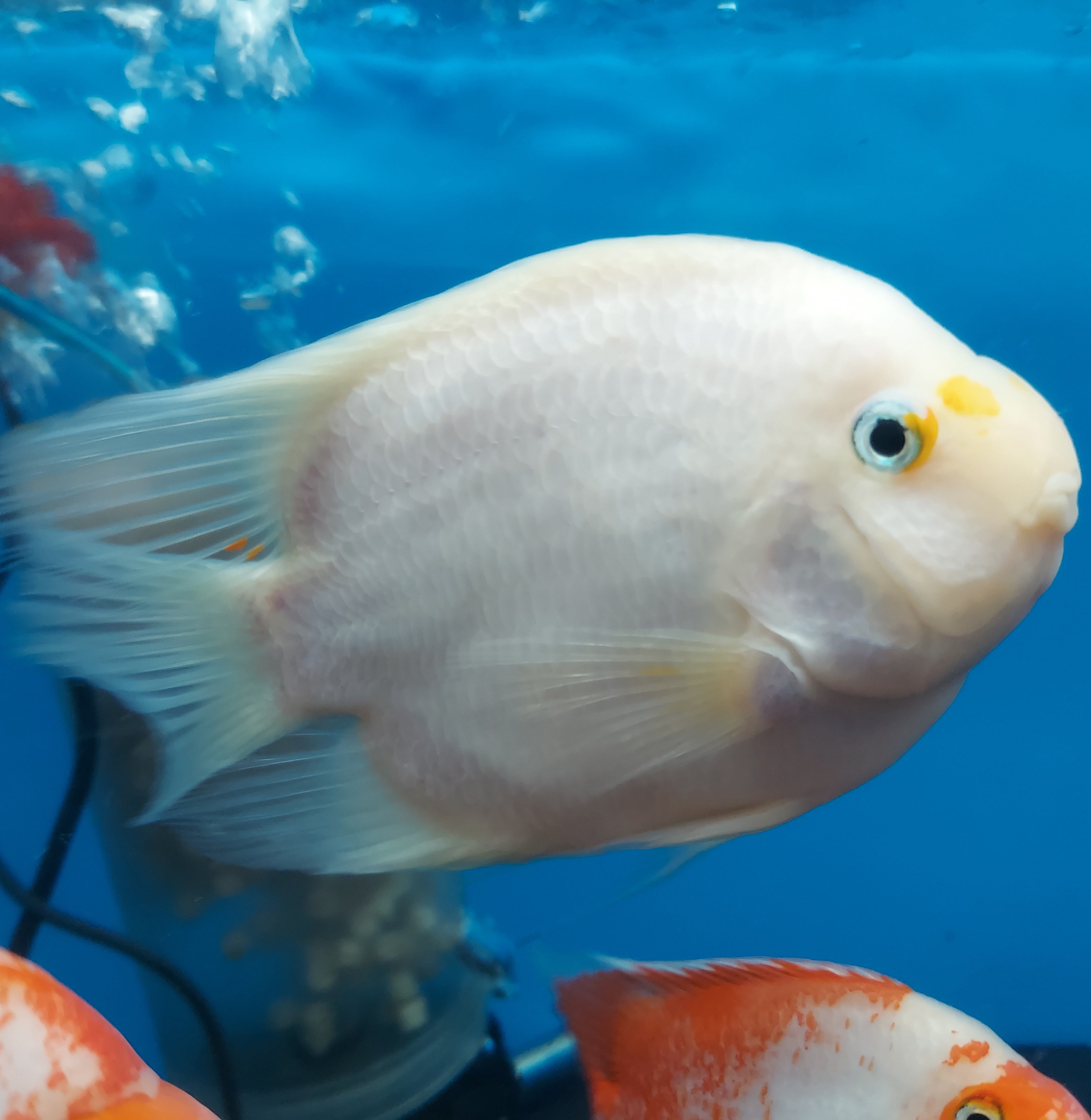 White Parrot Cichlid (Cichlasoma sp)