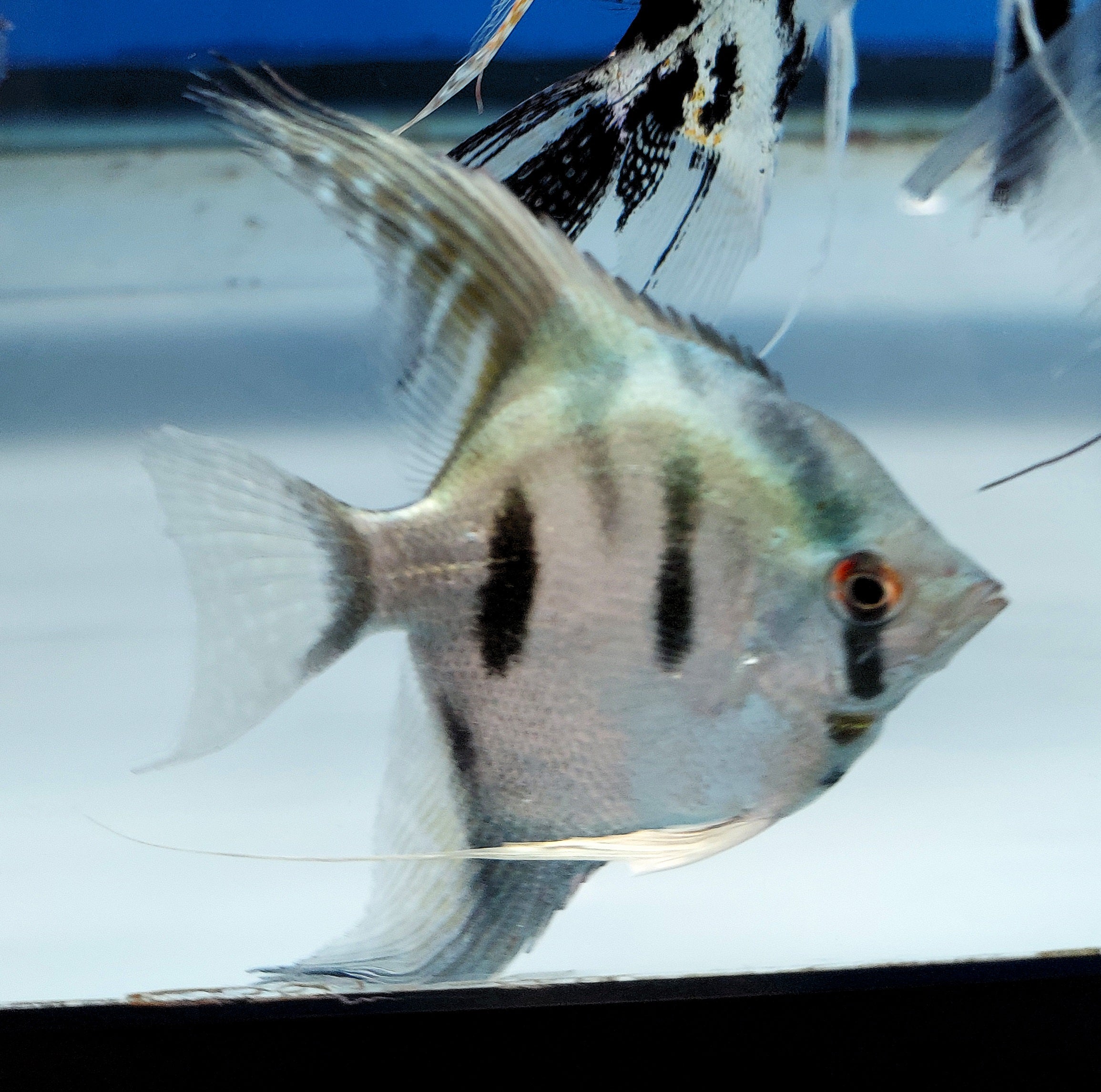 Pinoy Clown Angelfish (Pterophyllum scalare sp)