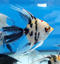 Load image into Gallery viewer, Calico Angelfish (Pterophyllum scalare)
