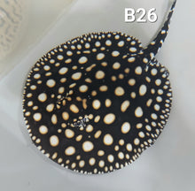 Load image into Gallery viewer, Black Diamond Stingray (Potamotrygon leopoldi)
